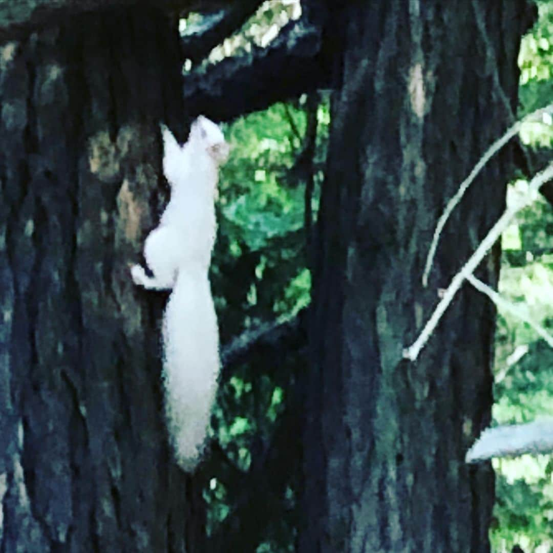 ブライアン・オーサーのインスタグラム：「Albino squirrel.  First I’ve seen in Muskoka.  Beautiful. #muskokalakes #albinosquirrels」