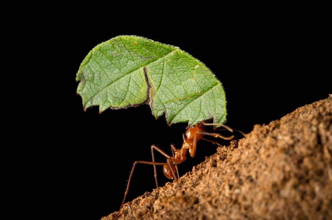 Joel Sartoreさんのインスタグラム写真 - (Joel SartoreInstagram)「Found across Central and South America, leaf cutter ants build their nests in a variety of natural and manmade habitats, ranging from farms and plantations to rainforests and forest patches. When a leaf cutter ant cuts a piece of leaf it doesn’t eat it - instead, it takes the leaf back to its nest where it is used to grow fungus that the ants use as their food. They play an important role in cutting back leaves, encouraging new plant growth, and adding nutrients to the soil by breaking down plant materials. Photo taken @theomahazoo. #ant #leafcutter #strong #tiny #PhotoArk #savetogether」6月20日 23時57分 - joelsartore