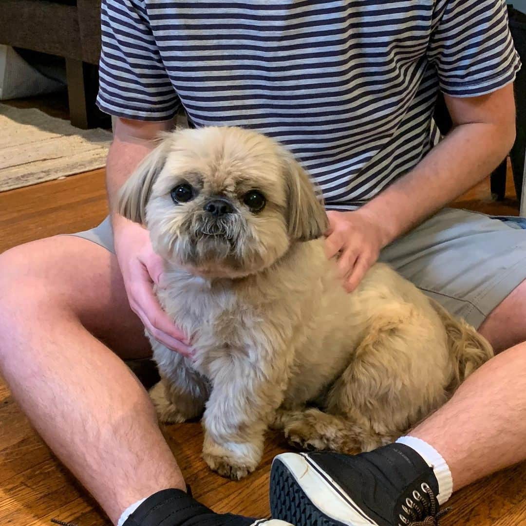 Dougie the Shih Tzuさんのインスタグラム写真 - (Dougie the Shih TzuInstagram)「No more extra scratchies from the college kid because he went back down to his college house today. It’s been really nice having him home these past few months, and we will sure miss him!」6月21日 0時28分 - dailydougie