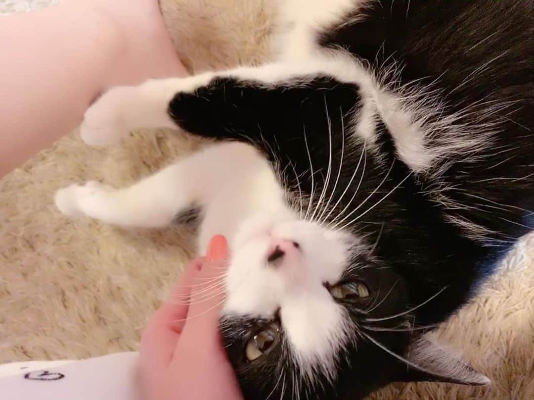 みはとのインスタグラム：「へろん🥺❤️ ・ ・ ・ #かまってちゃん  #nyanstagram  #ハチワレ猫  #にゃんすたぐらむ  #甘えん坊猫  #ここが定位置  #猫好きさんと繋がりたい  #猫のいる生活」