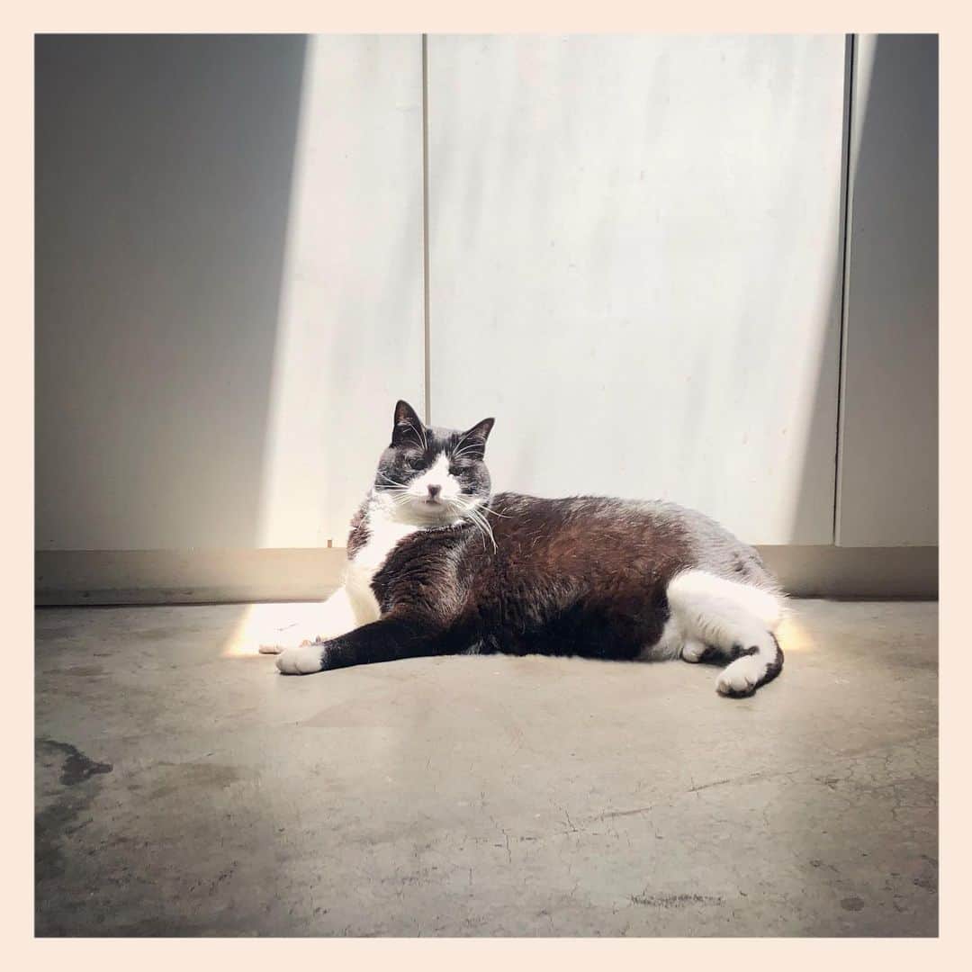 パンといっぴきのインスタグラム：「#元保護猫 #ハチワレ #白黒猫 #blackandwhitecat #tuxedocat」