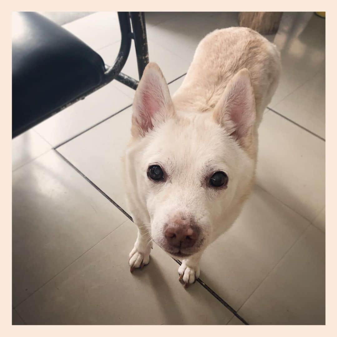パンといっぴきのインスタグラム：「#元保護犬 #雑種犬 #crossbreed #mixdog」