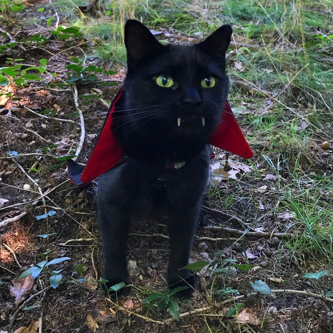 セルジオさんのインスタグラム写真 - (セルジオInstagram)「When it’s the first day of summer, but you’re busy counting down til Halloween. #vampirecat 🧛🏿‍♂️ . . #vampires #summa #summersolstice #teef #monk #monkey🐒 #monkthevampirecat #catsofinsta #boop #blackcatsofinstagram #blackcats #catsofig #igcats #igkitty #catsofinstagram #halloweencat #halloweeneveryday #cutecatsofinstagram #petco #9gagcute #meowed #buzzfeedcats #thedodo #ellenratemycat #happycaturday #myfurbaby #catslife #happycatclub #catsrule」6月21日 0時48分 - monkandbean