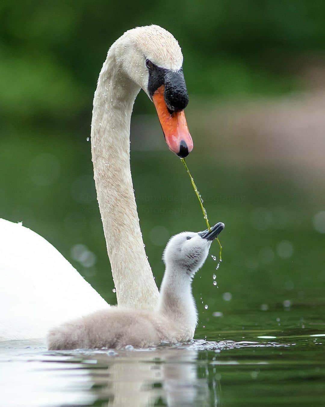 Cute baby animal videos picsさんのインスタグラム写真 - (Cute baby animal videos picsInstagram)「Follow @dailybirdpix for awesome bird pictures 💙 Beautiful swans -🦢 by @chaitdeshphotography」6月21日 2時04分 - cutie.animals.page