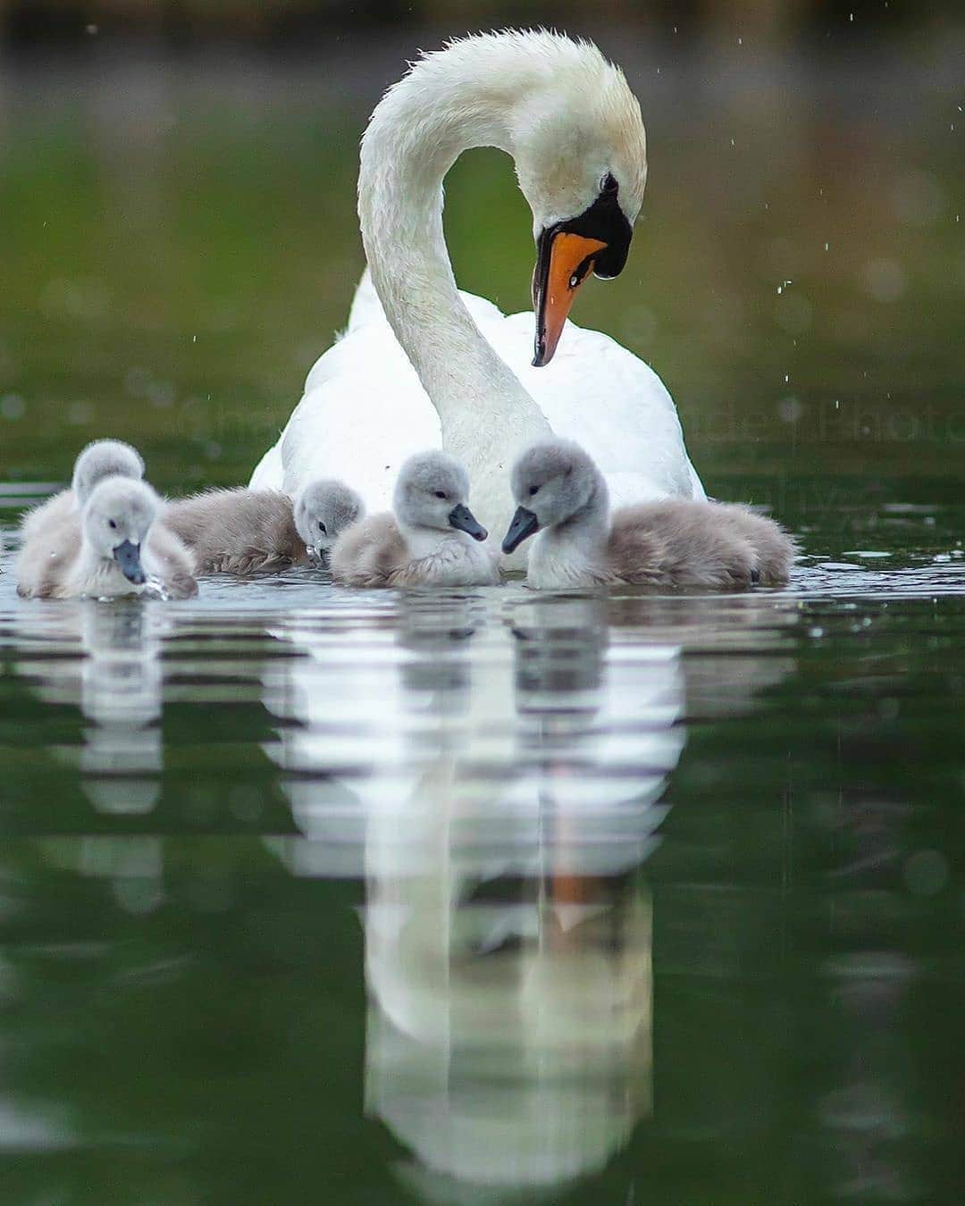 Cute baby animal videos picsさんのインスタグラム写真 - (Cute baby animal videos picsInstagram)「Follow @dailybirdpix for awesome bird pictures 💙 Beautiful swans -🦢 by @chaitdeshphotography」6月21日 2時04分 - cutie.animals.page