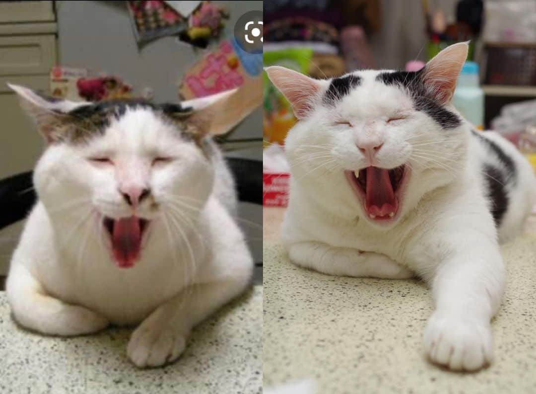 Kachimo Yoshimatsuさんのインスタグラム写真 - (Kachimo YoshimatsuInstagram)「ヨウカンさんのあくび笑いの写真が出てきたので、ナナクロと比べてみた。 #うちの猫ら #ヨウカンさん #nanakuro #yohkan #ヨウカンさん似　#猫 #ねこ #cat #ネコ #catstagram #ネコ部 http://kachimo.exblog.jp」6月21日 2時16分 - kachimo