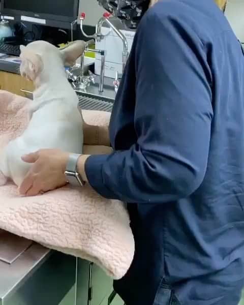 Bodhi & Butters & Bubbahのインスタグラム：「You guyyyys 😱 @rescuelovebulldogs just took in this 15 week old Frenchie and I’m dying, he’s just too cute!!! 😍 . . If you can, please donate to his care by following the link in their bio 💗 . . Support responsible rescues 🥰 . . . . #bulldog #frenchie #puppy #adoptdontshop #rescuedogsofinstagram #rescue #baby #pray #for #him #dogsofinstagram #bestoftheday #smile #there #are #still #good #people」