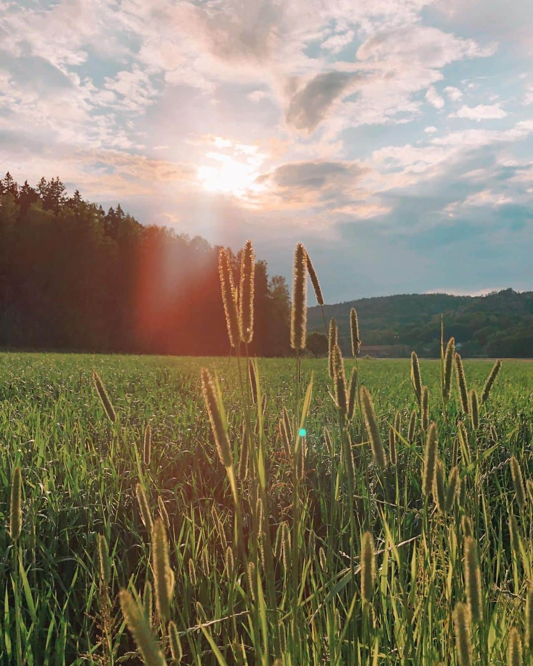 マチルダ・セーデルルンドさんのインスタグラム写真 - (マチルダ・セーデルルンドInstagram)「Bohuslän midsummer 🌼」6月21日 3時15分 - matilda_soderlund