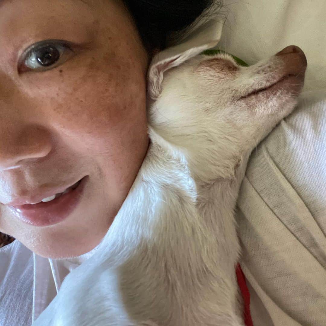 マーガレット・チョーさんのインスタグラム写真 - (マーガレット・チョーInstagram)「Now I can’t get up #chihuahua #rescuedogsofinstagram #rescuedog #dog #love」6月21日 3時33分 - margaret_cho