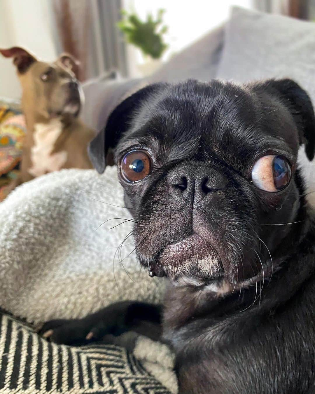 ロッコのインスタグラム：「Ella can look at two things at once...Truthfully tho, if she puts her entire tongue in her mouth her left eye turns into a googly eye 🤣 . . . #pug #puglife #pugstagram #pugsofinstagram #dogsofinstagram #weeklyfluff #theweekoninstagram #austindogs #dogsofbark #thetomcoteshow #teampixel #atx #buzzfeedanimals #speakpug #funny #eye」