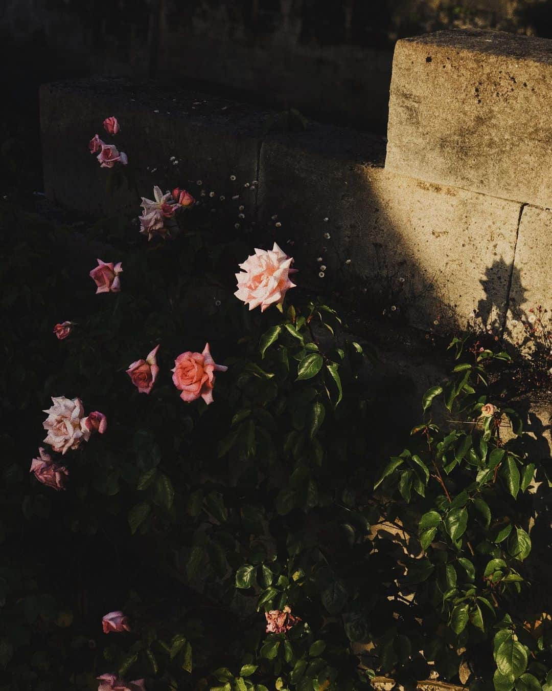 C E R E A Lのインスタグラム：「First day of summer, approaching.」