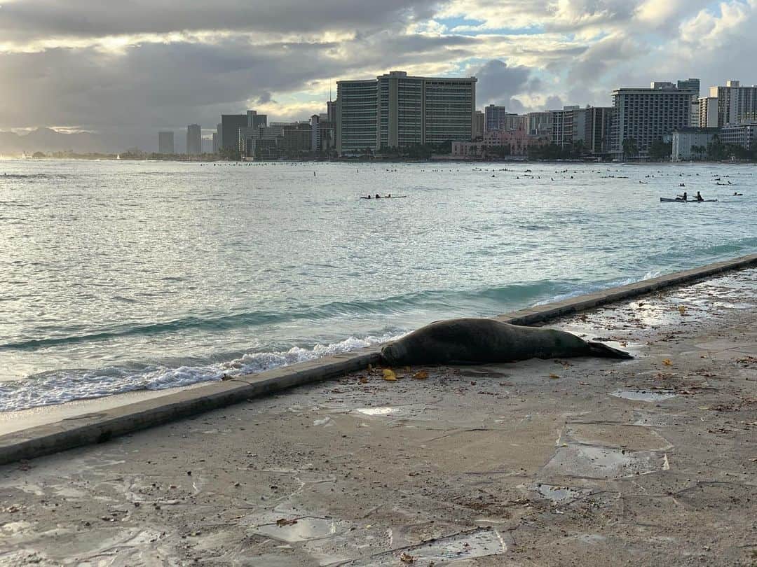 間瀬ゆきのインスタグラム：「ハワイアンモンクシールと環境のこと🌏  今日、夕方お散歩してたら MARINE ANIMAL RESCUEの車が ベアフットビーチカフェのところに停まってて もしや！と思って海側に行ってみたら やっぱりモンクシールがお昼寝してた💤  最近、モンクシール（アザラシのこと）が カピオラニパークビーチまで来るようになったの✨  今までは、カイマナビーチにはよく来てたけど ベアフットビーチの前あたりまで来るようになった💙  観光客が激減して 海の環境が変わって来やすくなったのかなー？ と、動物たちにとっては 今回のコロナの影響は いいことだったのかもしれないと思いつつ  このモンクシールのいる場所に ものすごく悲しい気持ちも覚えた。  そう、ここは歩道です。  RESCUEの人いわく、 ハイタイドでここまで来ちゃったんだそう。  5枚目の写真を見てもらえばわかりやすいんだけど 本来歩道の場所に砂が打ち上げられてるの。  毎日これを公園の管理してる人たちが 砂を戻してくれてるんだけど  確実に海面上昇が進んでると思う🥺  ハワイにいると、 本当に自然を身近に感じられるから 今まで以上に環境問題のことが気になるし  自分にできることは少しでもいいから 何でもやりたいと思うようになった  大好きなハワイの自然、海、動物、 いろんなものを守っていきたいなと思うし  また観光客のみなさんが戻ってきてくれた時、 来てくれた人たちも自然を大事にしようって 気持ちになってもらえたら嬉しい✨  今回のコロナは たくさんの犠牲があったけど 得たこともたくさんあったと思う。  #hawaii #hawaiilife #luckywelivehawaii #maseyukihawaii #ハワイ #ハワイ旅行 #ハワイアンモンクシール #モンクシール #hawaiianmonkseal #monkseal #環境問題 #savetheearth #covid19」