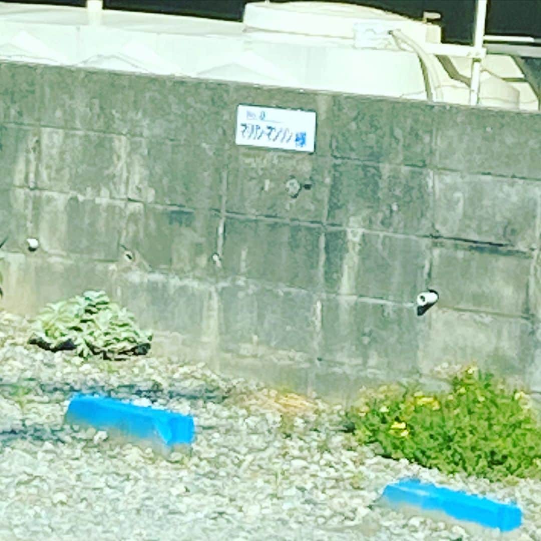 栗田善太郎のインスタグラム：「近所にマリリンマンソンが住んでるようです。」