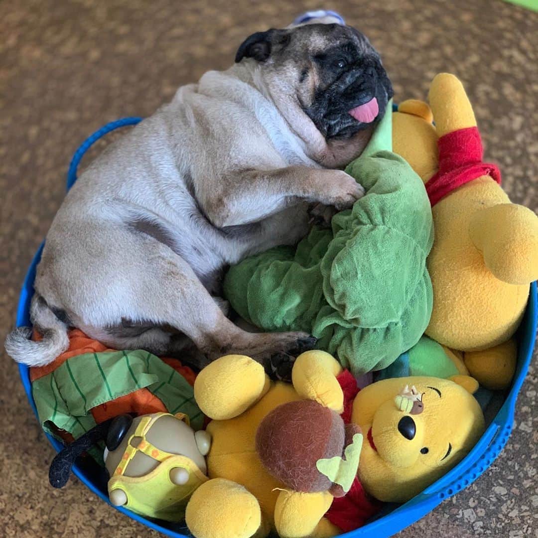 のインスタグラム：「The rainy season is sleeping💦☂️😅#keelyshayebrosnan #Gonta2#speakpug #smilingpugs #pugjapan #pug #love #pugsofinstagram #zerozeropug #pugshit #wordofpug」