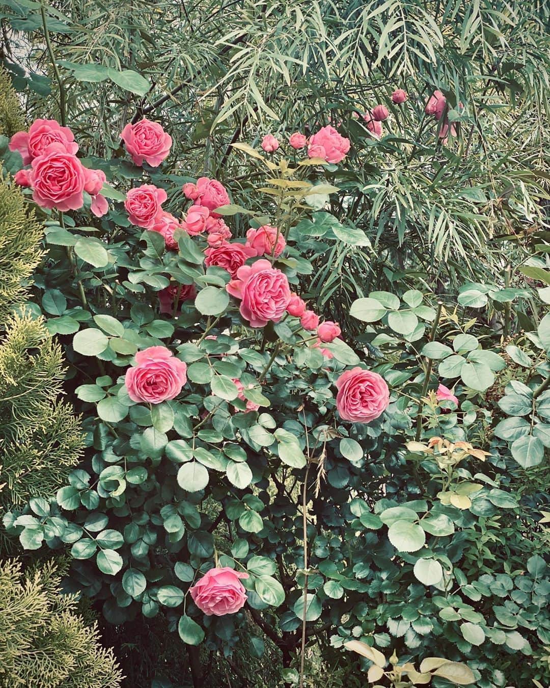 のインスタグラム：「Let’s give someone a compliment today ✨ 今日誰かを褒めてあげよう🌹 #flowers#nature#tokyo#wildrose」