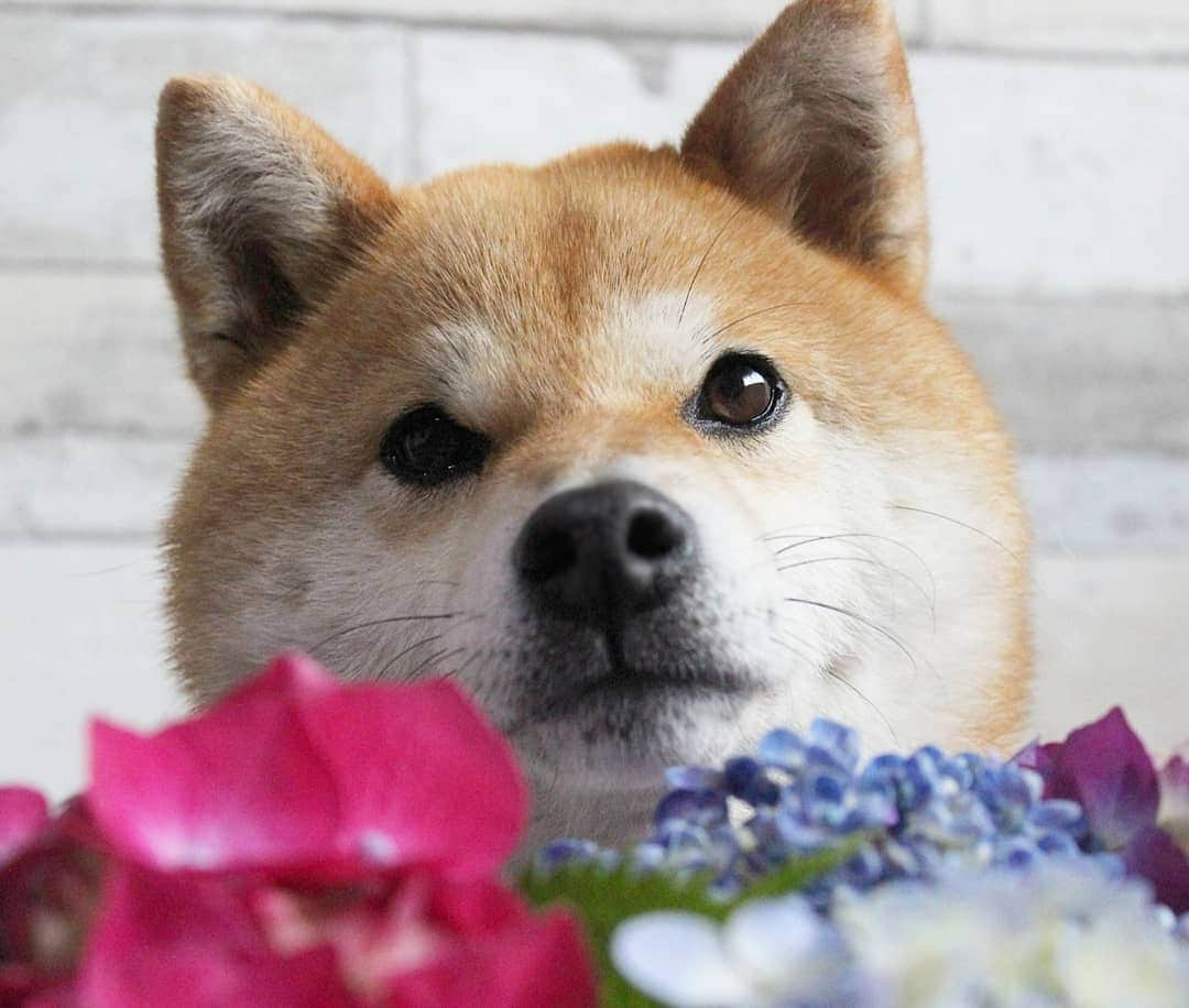 柴犬たま Shibainu Tamaのインスタグラム