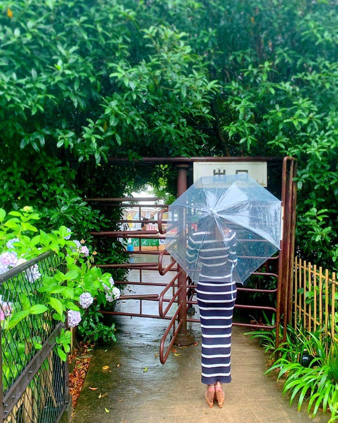 百合華さんのインスタグラム写真 - (百合華Instagram)「I love the blessings of nature ☔️💕 ﻿ #japan﻿ #日本﻿ #kyoto ﻿ #京都﻿ #三室戸﻿ #三室戸寺﻿ #あじさい園﻿ #紫陽花﻿ #品種﻿ #rain ﻿ #雨﻿ #rainyday ﻿ #雨の日﻿ #rainyseason ﻿ #梅雨﻿ #季節の花﻿ #風情﻿ #寺﻿ #寺院﻿ #感動﻿ #photojenic ﻿ #雨の日の過ごし方 ﻿ #雨の日の遊び ﻿ #雨の日を楽しむ ﻿ #愉しく﻿」6月21日 15時18分 - yurika.lovelily