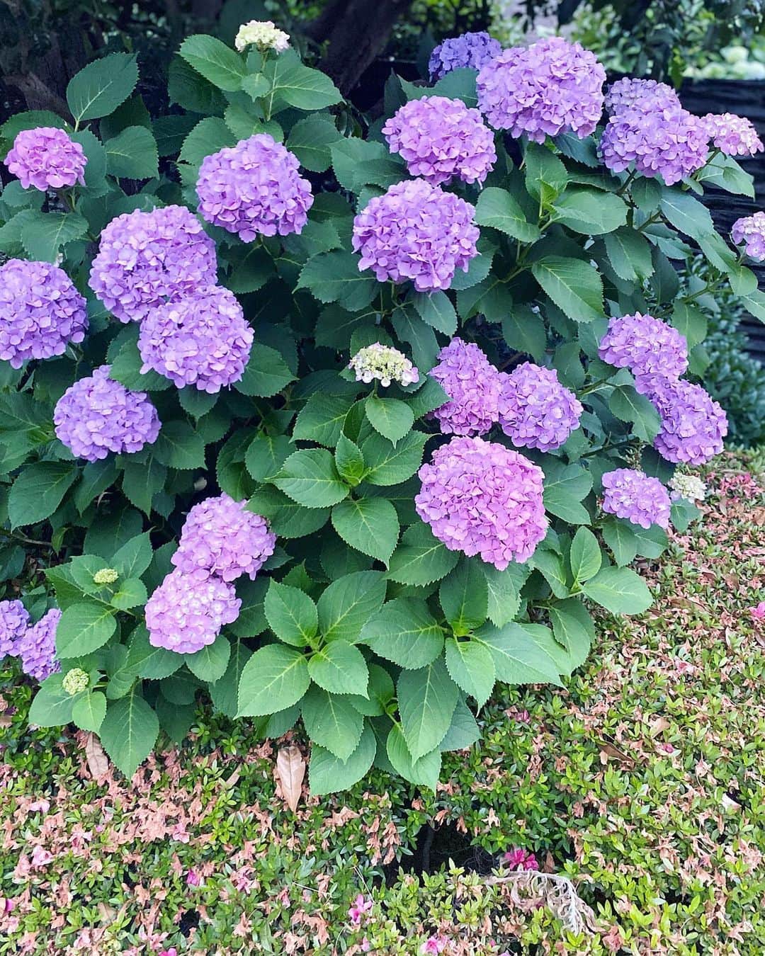 藤後 沙織 とうごさおりさんのインスタグラム写真 - (藤後 沙織 とうごさおりInstagram)「紫陽花。雨だね☂️ ・ #gm#おはよう#いってきます#朝活#あじさい#雨の日#雨#☔️ #紫陽花#お花のある暮らし#お花のある生活#早起き#どきどき#色とりどり#梅雨#rainyday#rainydays#colorful #purple #purpleflowers #hydrangea#hydrangeas#flower#flowers#sunday#sundaymornings」6月21日 6時29分 - saori_togo