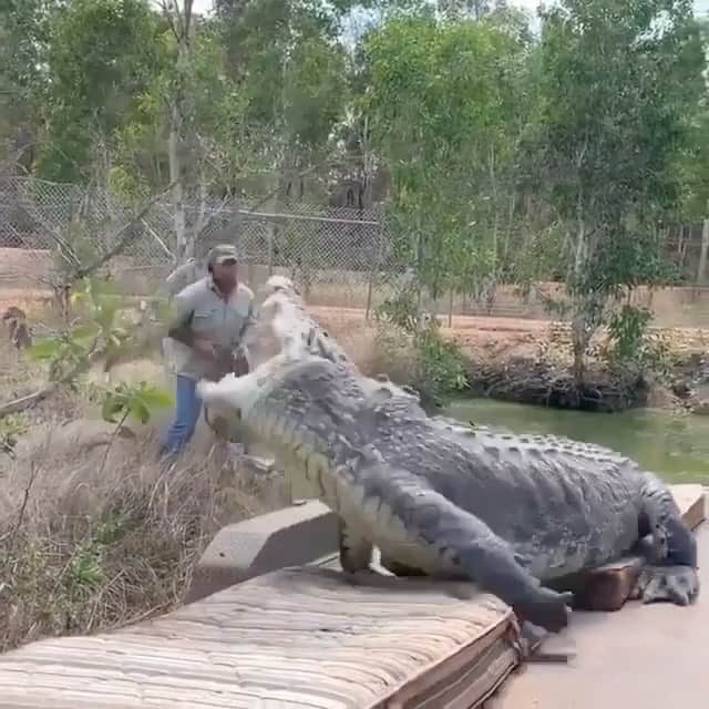 WildLifeのインスタグラム：「#repost @discovercrocodiles @jayprehistoricpets When I think about World Croc 🐊 day I can only thing about one of the coolest experiences with the first person that comes to my mind when it comes to crocodiles is Matt 💯 he didn’t get the name monster croc wrangler for nothing. We gotta protect these amazing animals, they are too amazing to lose. They have survived for so many years they are literally living dinosaurs and prehistoric it would be silly to not have them on earth so let’s protect them 🙌 there are 24 species of crocodilians and each and every one is so unique and special in its own way, from monster salt water crocs in Australia to dwarf caimans in the Amazon they are all amazing. Thanks again @mattwright for being awesome and doing all that you do when it comes to crocs🐊💚👍👊 . . .  #worldcrocday# instacool #igtv #reptile #insta #love #story #crocodile #alligator #live #happy #pet #style #cool #animallovers」