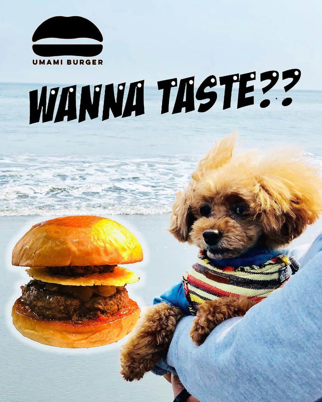 のインスタグラム：「. . おはようございます❗️ UMAMI BURGER🍔EXPRESS店のご紹介です❗️ . 商業施設内 EXPRESS店のバーガーメニューはベーシックな６種類とキッズバーガーに加え、各店舗限定のオリジナルメニューを用意した８種類でのラインアップとなっております✨ (錦糸町PARCO店を除く) イートイン・テイクアウト共に全てのメニューをご利用頂けます 店舗情報等は下記オフィシャルHPまで❗️ http://www.umamiburger-online.jp/ . UMAMI BURGERらしいオリジナリティー溢れるグルメバーガー🍔、是非お試しください❗️. . UMAMI BURGERでは、皆様の安全確保と感染拡大防止のためにレジ前と受取カウンターには飛沫感染防止のビニールカーテンの設置や入店時にアルコールによる手の消毒や検温、店内はソーシャルディスタンスを確保する為に座席の間隔を開けての営業となっておりますので、安心して御来店下さい❗️😊 . またウェイティングでお並び頂く場合も、一定間隔を保っていただくよう分かり易いマーキングで準備いたしましたのでご協力をお願い致します。 . しばらくの間はご不便をおかけ致しますが、何卒ご理解の上、ご利用・ご来店をお願い致します❗️ .  #ウマミバーガー #umamiburger #テイクアウト #takeout #ウマミバーガー南町田グランベリーパーク店 #南町田グランベリーパーク #南町田グランベリーパークレストラン #minamimachidagrandberrypark #ウマミバーガー有明ガーデン店 #有明ガーデン #ウマミバーガー横浜ベイサイド店 #横浜ベイサイド #横浜ベイサイドアウトレット #三井アウトレットパーク #InstaFood #グルメバーガー #グルメランチ #バーガー #food #foodie #deri #foodgram」
