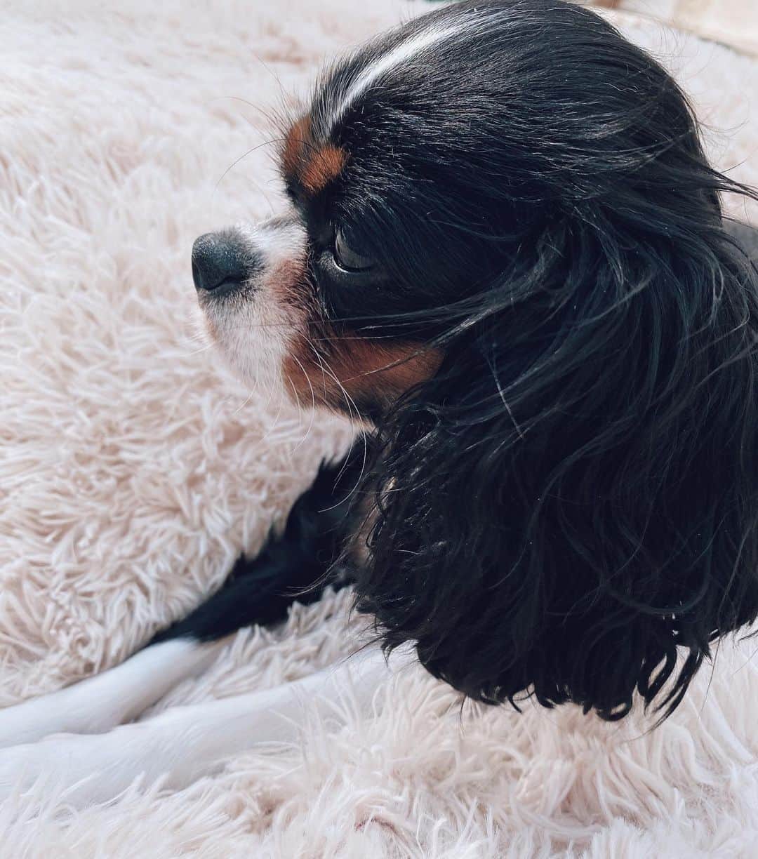 Kristin Essのインスタグラム：「Just your average every day reminder to #adoptdontshop 🖤🐾」