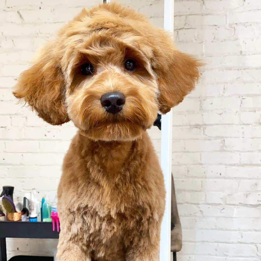 Dogs by Ginaのインスタグラム：「Tarchin means cinnamon in Turkish.」