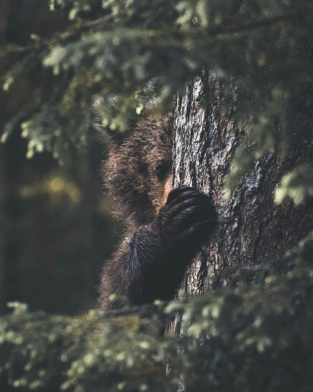 Discoveryさんのインスタグラム写真 - (DiscoveryInstagram)「Wondering if the photographer can see me now. 🌲🐻 . Photo + Caption: Stian Norum Herlofsen (@stiannorum) . #Midsommar #firstdayofsummer #bear #summersolstice #natureaddict #naturelovers #peekaboo #wildlifephotography #bearstagram #potd #gladmidsommar🌸」6月21日 7時31分 - discovery