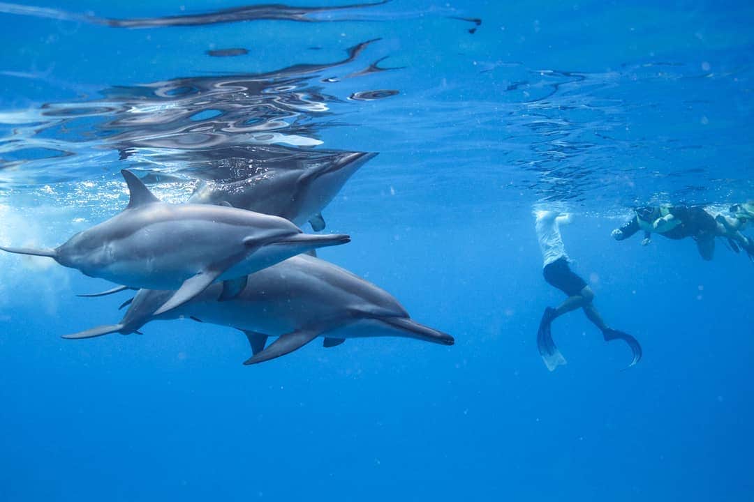 And Youさんのインスタグラム写真 - (And YouInstagram)「We can't wait to go back to doing what we do best! 🐬🐬🐬. ​. ​. ​. ​. ​. ​#ecotourism #oahutours #travelinspo #travelplanner #instatravel #travelinfluencer」6月21日 7時32分 - dolphinsandyou
