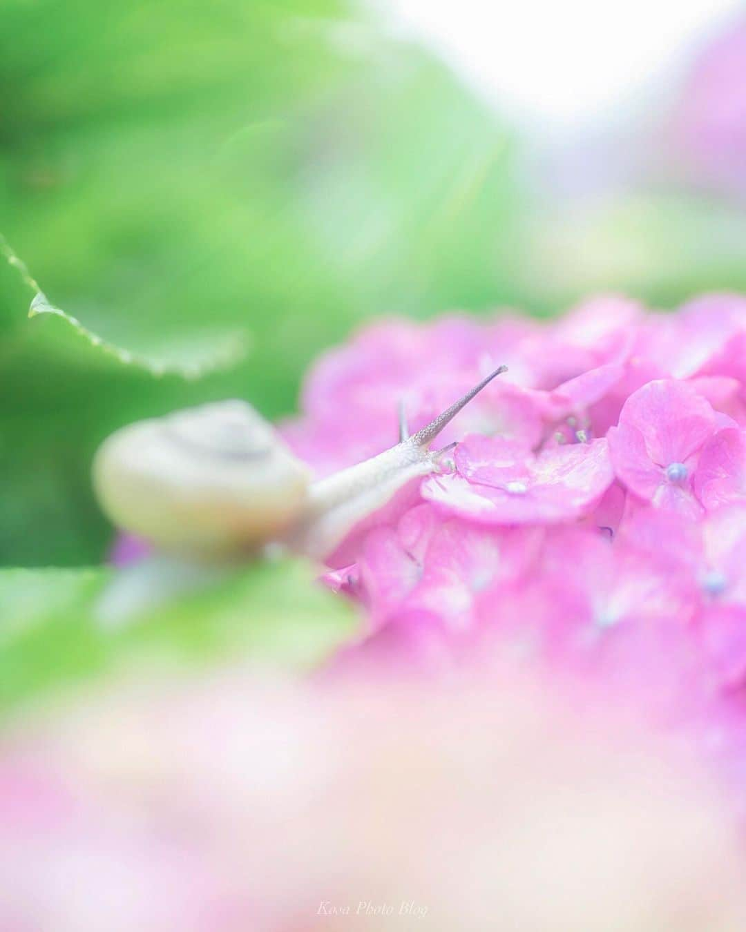 コサさんのインスタグラム写真 - (コサInstagram)「光の向こうへ 雨上がりの後に差し込む日差し . Location:大阪 Osaka / Japan🇯🇵 Date:2020.6.13 . #紫陽花 #でんでん虫 #macro_brilliance #Majestic_Macros #9Vaga_Macro9 #Macro_vision #top_macro #igbest_macros #bns_macro #ip_blossoms #はなまっぷ #私の花の写真 #wp_flowers #ip_for_blossoms #Japan_Daytime_View #light_nikon #1x_japan #Rox_Captures #sorakataphoto #広がり同盟メンバー #art_of_japan_ #tokyocameraclub #dpj_member #カタツムリ #IG_PHOS #photo_jpn #ptk_japan #pt_life_ #bestjapanpics #special_spot_vip」6月21日 7時56分 - kosa_photo