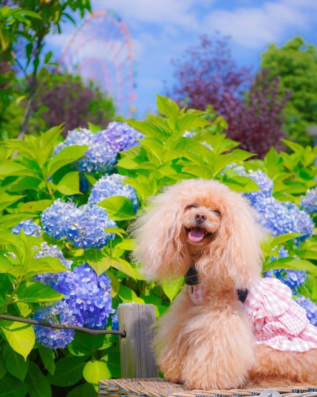 Toypoodle Mikuru?Asakusa Tokyoのインスタグラム：「20200621 Sunday. Good morning! Friends 💕 今朝は曇り☁️涼しくてお散歩しやすい気温でした。 帰りにすこしポツポツ雨☔️が降ってきたので みきゅるんとダッシュ💨 ほぼ、濡れる事なく帰宅できました😊 . 写真は昨日のお台場。 今日とは打って変わっての晴天猛暑🥵 飼主もみきゅるんもヘロヘロ〜🤤 暑さで紫陽花撮影は短終です😂 . 水分補給はビール🍺で完璧でした💪🏻 . #お台場 #紫陽花 #観覧車」