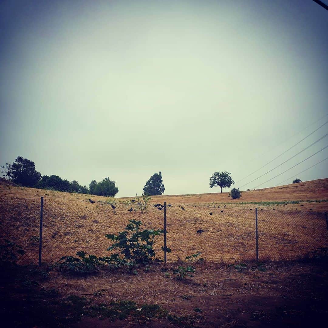 のインスタグラム：「Morning crows #shadowhills #crows」