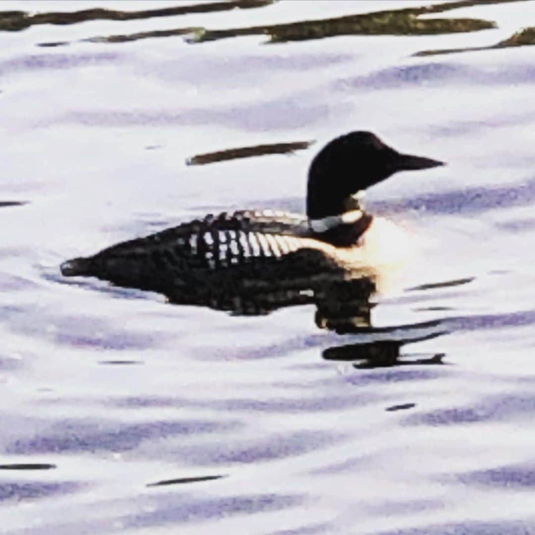 ブライアン・オーサーのインスタグラム：「Canadian loon.  #muskoka #cottage」