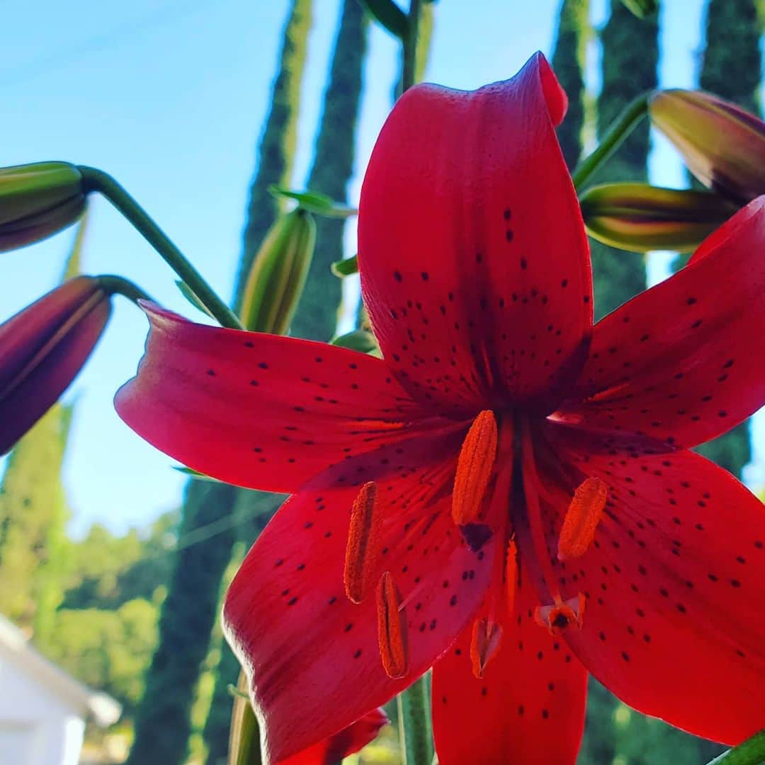 のインスタグラム：「RED TIGER LILY 💮🌹🥀⚘ #GASOLINEGARDEN #ILOVEGARDENS #GARDENSRULE #GARDENCHURCH #GARDENPARTY #GARDENMAGIC #AVANTGARDEN #GARDENS #GARDENGANGSTER #GARDEN #GRADENLIFE #GARDENER #GARDENTIME  #GARDENING #VEGETABLEGARDEN #FLOWERS #SUCCULENTS  #PLANTS  #CACTUS #LILY #REDTIGERLILY #AYEARINFLOWERS  #shadowhills  #THANKYOU @gasolineglamour  #GASOLINEGLAMOUR @hollandbulbfarms  #hollanbulbfarms」
