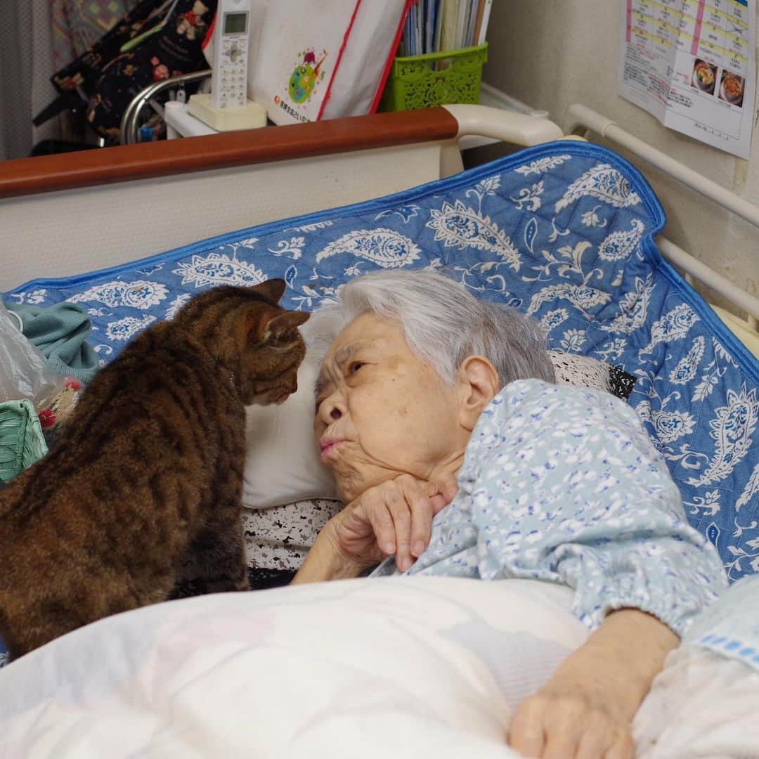 Kachimo Yoshimatsuさんのインスタグラム写真 - (Kachimo YoshimatsuInstagram)「バーバとココア Mother & Cocoa #うちの猫ら #cocoa #バーバ　#バーバと猫　#猫 #ねこ #cat #ネコ #catstagram #ネコ部 http://kachimo.exblog.jp」6月21日 9時21分 - kachimo