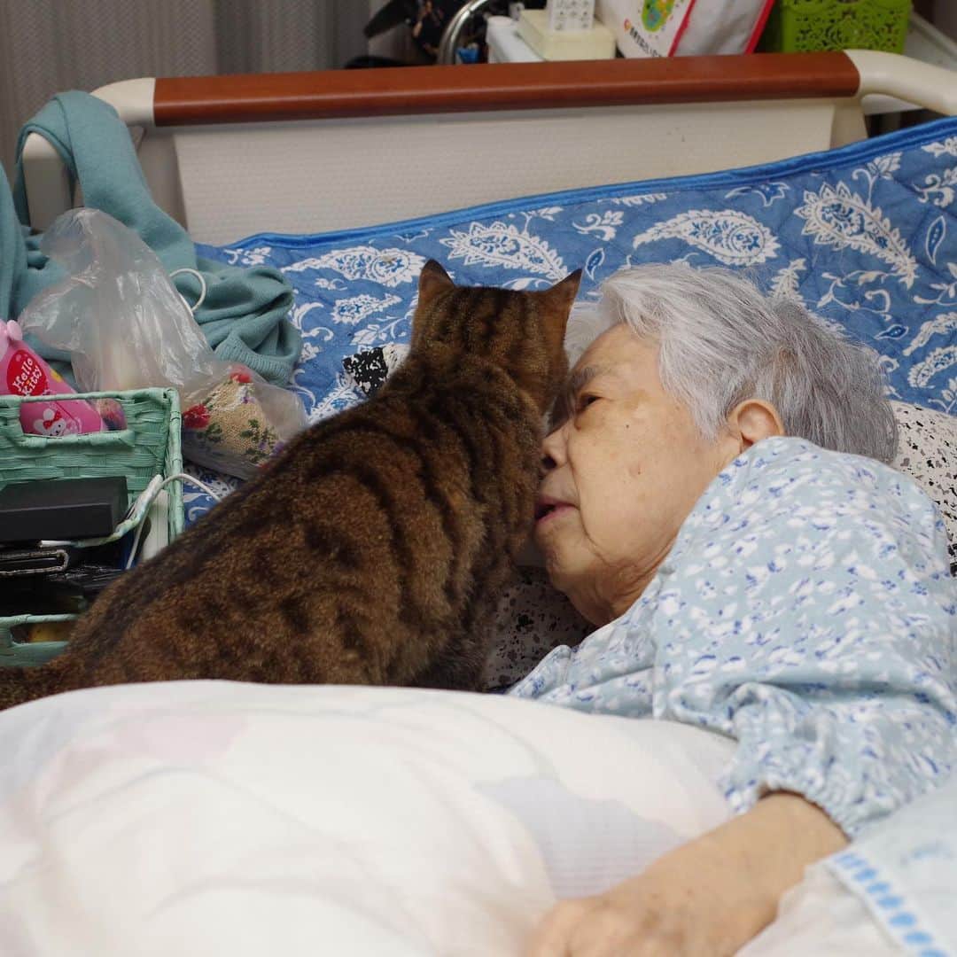 Kachimo Yoshimatsuさんのインスタグラム写真 - (Kachimo YoshimatsuInstagram)「バーバとココア Mother & Cocoa #うちの猫ら #cocoa #バーバ　#バーバと猫　#猫 #ねこ #cat #ネコ #catstagram #ネコ部 http://kachimo.exblog.jp」6月21日 9時21分 - kachimo