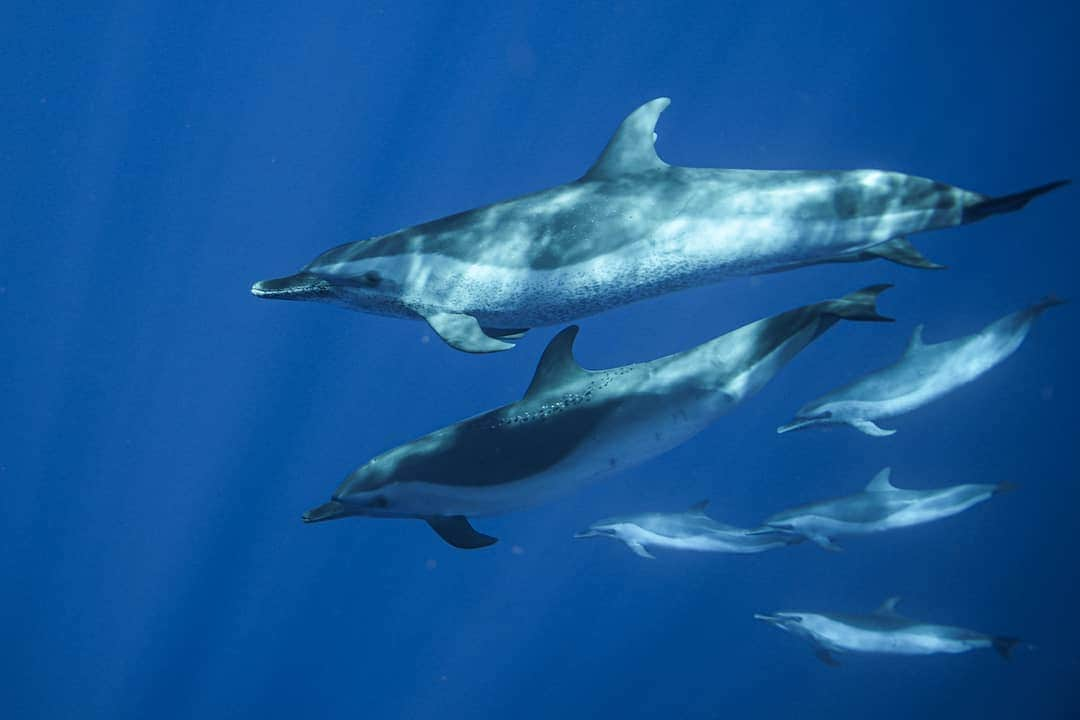 And Youさんのインスタグラム写真 - (And YouInstagram)「Spotted dolphins aren't born with their spots. They get their spots over time as they age. ​. ​. ​. ​. ​. ​#spottedddolphin #dolphins #discoverocean #oceanfacts #discoverhawaii #wildlifephotography」6月21日 9時35分 - dolphinsandyou