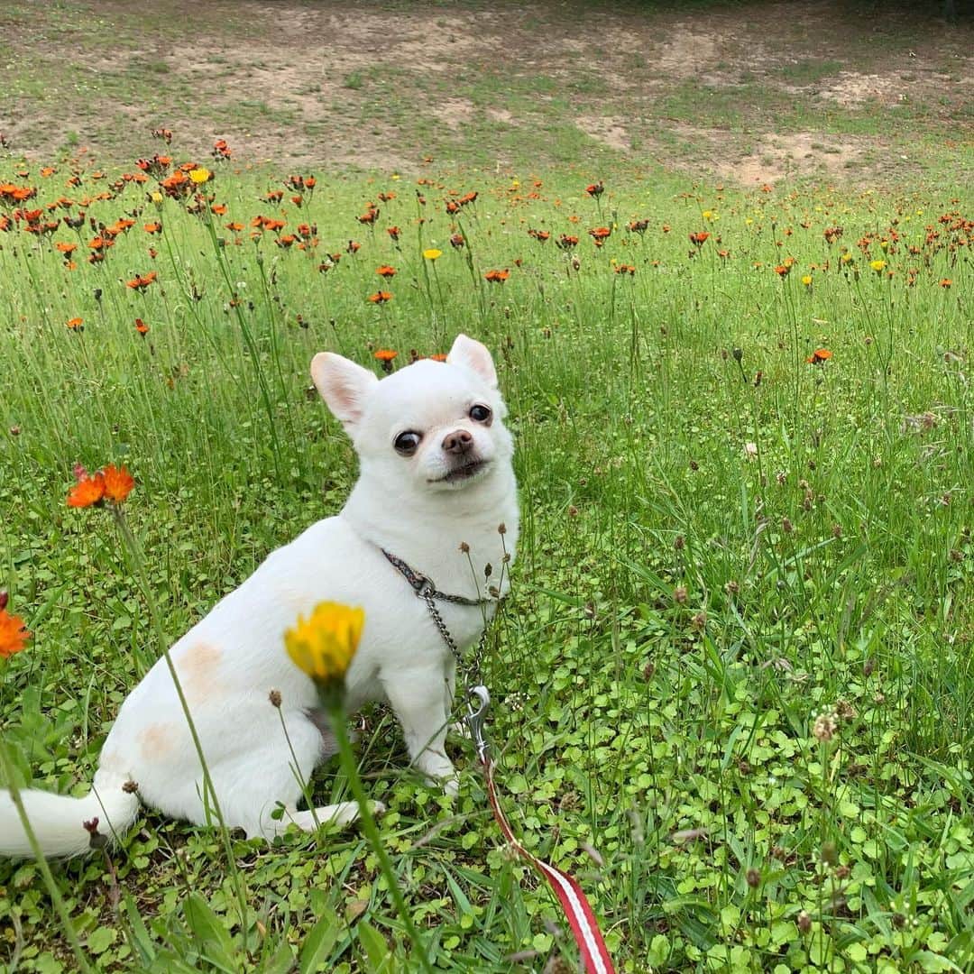 KORIKIのインスタグラム：「おはようございます♪ * #dogofsapporo #dog, #dogs, #dogstagram,#chihuahua,#犬バカ部,#チワワ,#koriki, #hanadog #白スムチ連合会, #スムチー,  #dogofthedayjp, #dogoftheday  #ilovemydog #instadog #instapet #WhiteChihuahua  #吉娃娃 #치와와  #dogsofinstagram #Chihuahualover  #ชิวาวา #チワワの輪 #barkbox #WhiteChihuahuaParty #もふもふモフモフ」