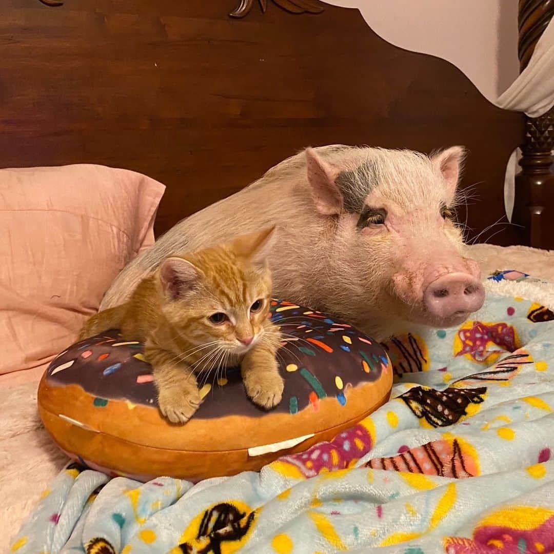 Priscilla and Poppletonさんのインスタグラム写真 - (Priscilla and PoppletonInstagram)「Happy Caturday from Silly Pop and Tigger! They are really into an episode of @nbcsvu at the moment.🐷🐱📺#caturday #popandtigger #lawandordersvu #PrissyandPop」6月21日 10時03分 - prissy_pig
