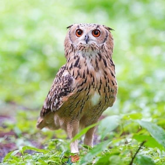 GEN3 Owlのインスタグラム：「『ジブリのような森でフクロウと過ごす雨の日の朝』をYouTubeで投稿したよ😃@genz64 “It's like a Ghibli forest,rainy mornings with owls." on YouTube.@genz64 #owl #owlgaru」