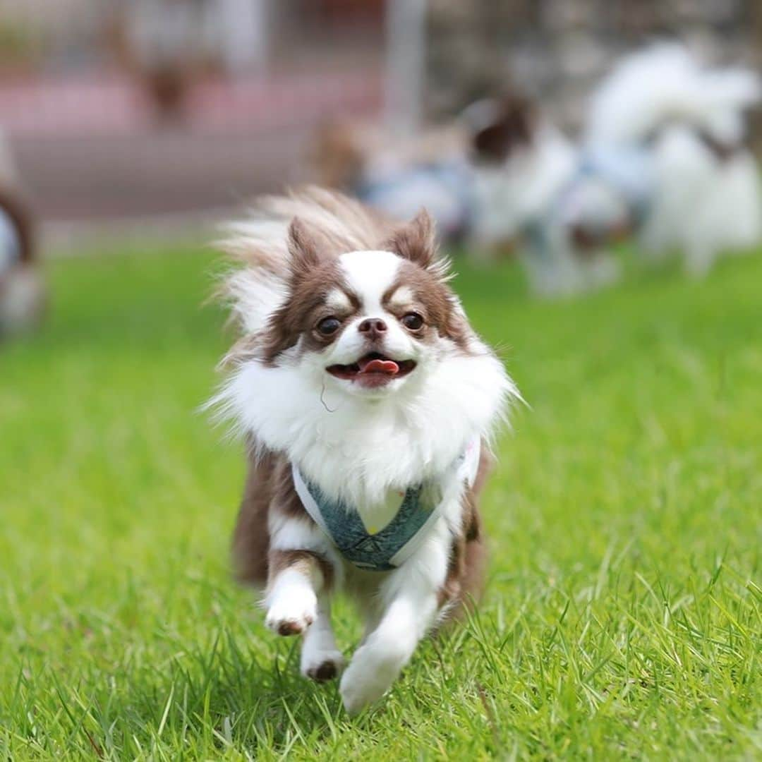 犬小屋??のインスタグラム