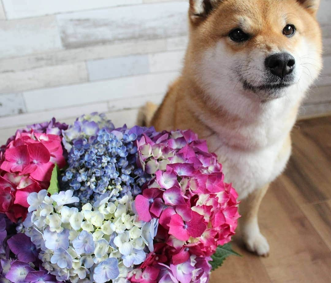 柴犬たま Shibainu Tamaのインスタグラム