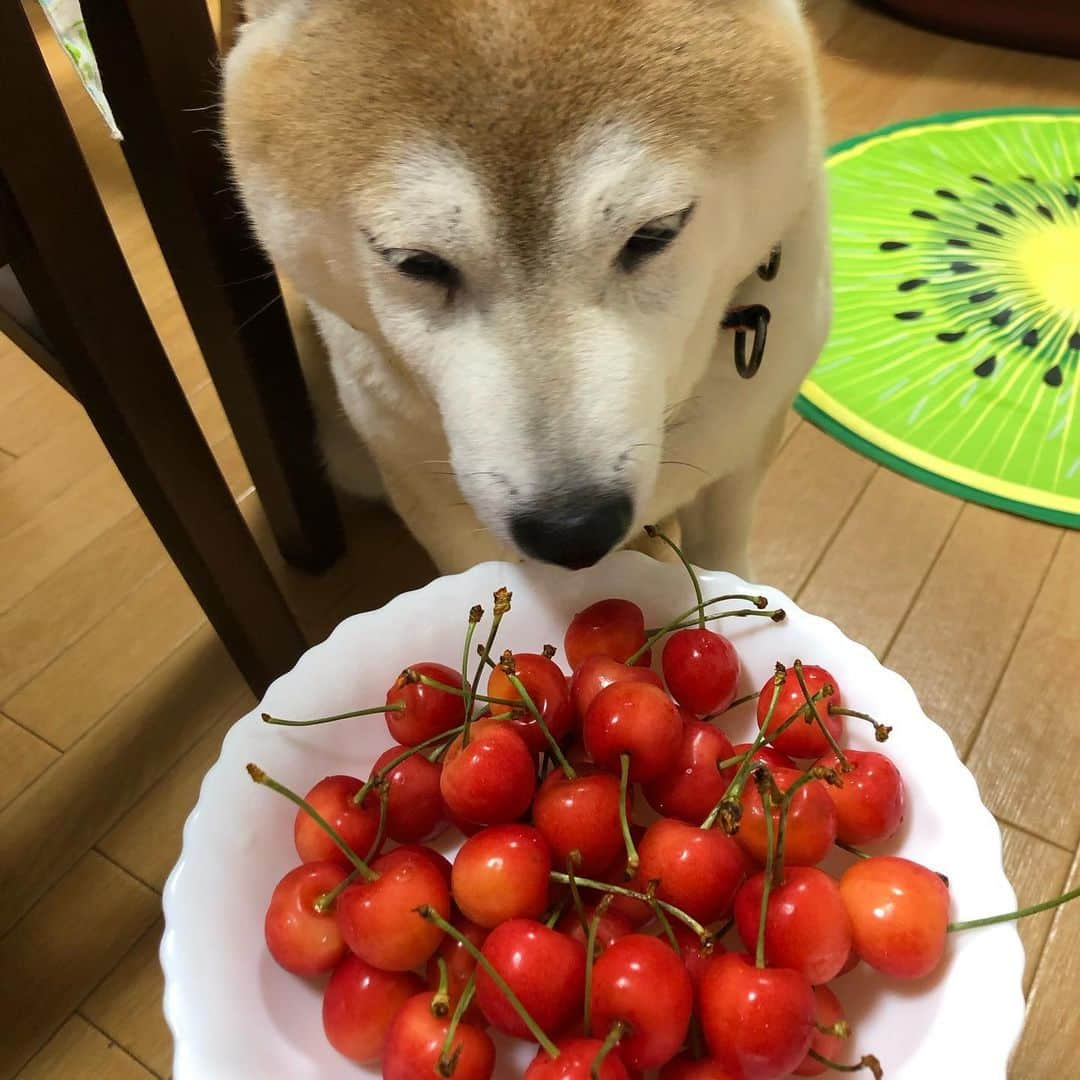 こなつさんのインスタグラム写真 - (こなつInstagram)「さくらんぼ🍒 * * * #しばいぬにチェリー」6月21日 12時18分 - makonatu