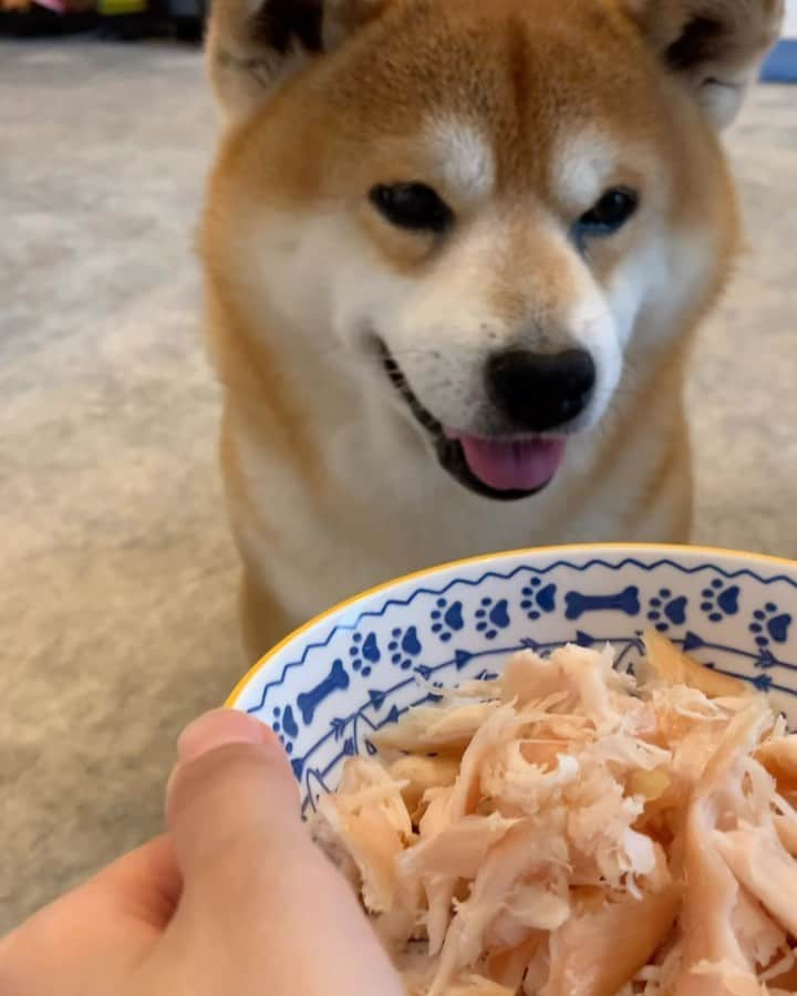 shibainu berryのインスタグラム