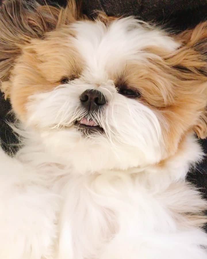 水嶋はちのインスタグラム：「I found the bed quite comfortable♡ * * ボクの大好きな体勢をご覧ください。 ボクはパパベッドがいちばんリラックスできます。パパベッドはボクの首と肩をしっかりと支えてくれるので、まるで、カラダの芯のようです。パパは撫でてくれたり、優しい声でお話もしてくれるので、どんどん、どんどん心身共に緊張がほぐれていき寛げちゃいます。 ボクが毎日、安心して眠れるのは、パパのおかげです。 大好きなパパ、いつもほんとうにありがとう♡ * * #はち #HACHI #シーズー大好き部」