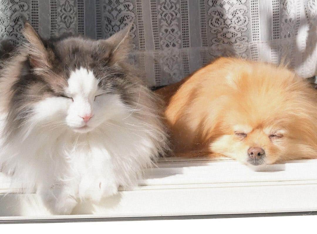 Hanaさんのインスタグラム写真 - (HanaInstagram)「ひなたぼっこきょうだい * 見てるコッチも眠くなる * * ブログ更新しました♪ http://kedamakyoudai.blog.jp/ #NorwegianForestCat#Pomeranian#japan#catlover#doglover#dogs#cat#Kawaii#fluffy#pom#fluffydog#catsofinstagram#dogsofinstagram#fluffycat#ノルウェージャンフォレストキャット#ポメラニアン#pecoいぬ部#ペコねこ部#犬と猫のいる暮らし#かわいい#cute#cutecat#cutedog#funny#funnydog#funnycat#いぬのきもち#ねこのきもち#ライブドアインスタブロガー」6月21日 12時37分 - mofu2family