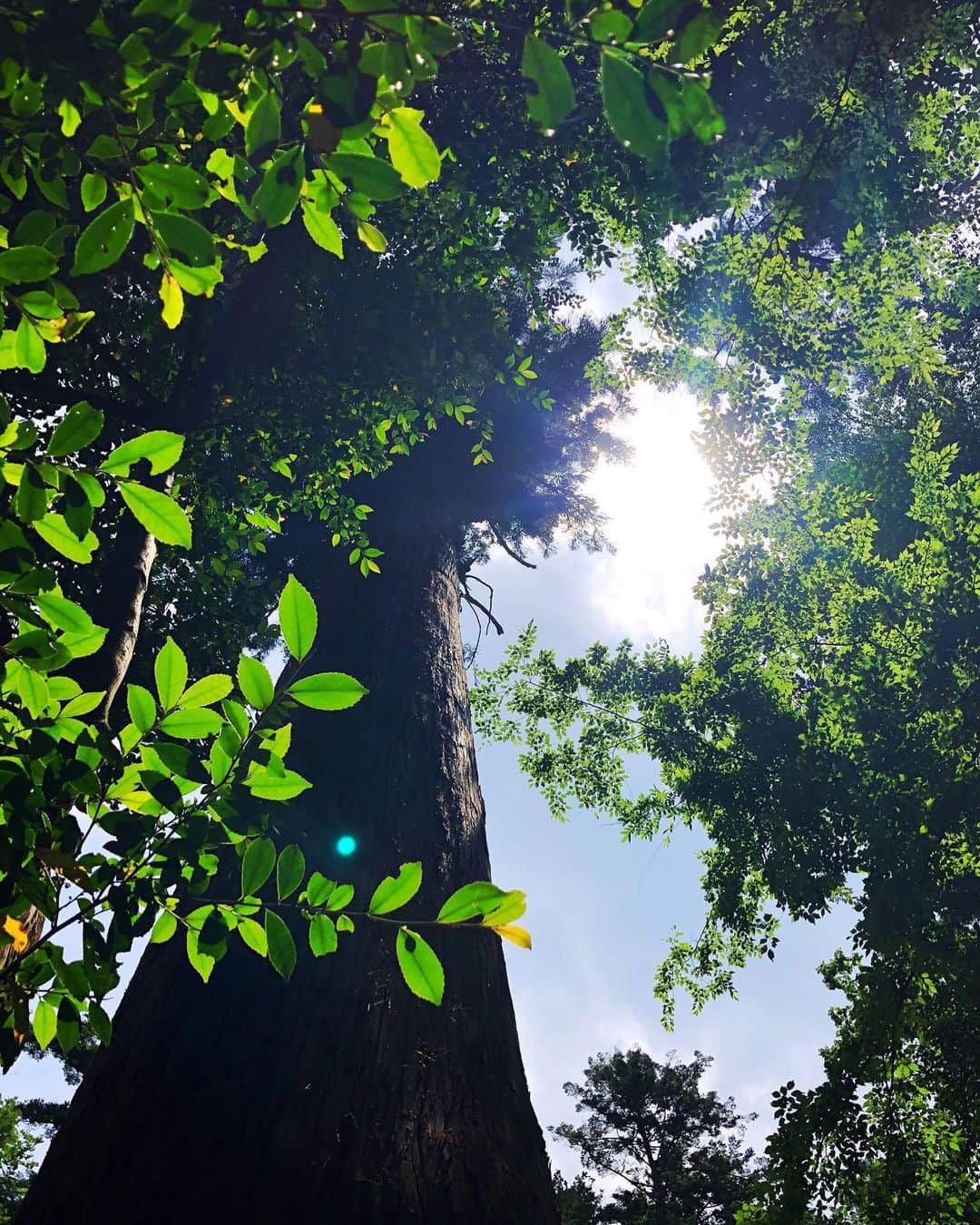 TOWAのインスタグラム：「Mount Kurama, Kyoto. #summersolstice #SanatKumara 鞍馬山は宇宙エネルギーと説明されていました✨浄化に最適。#夏至 #iPhone8 🤗」