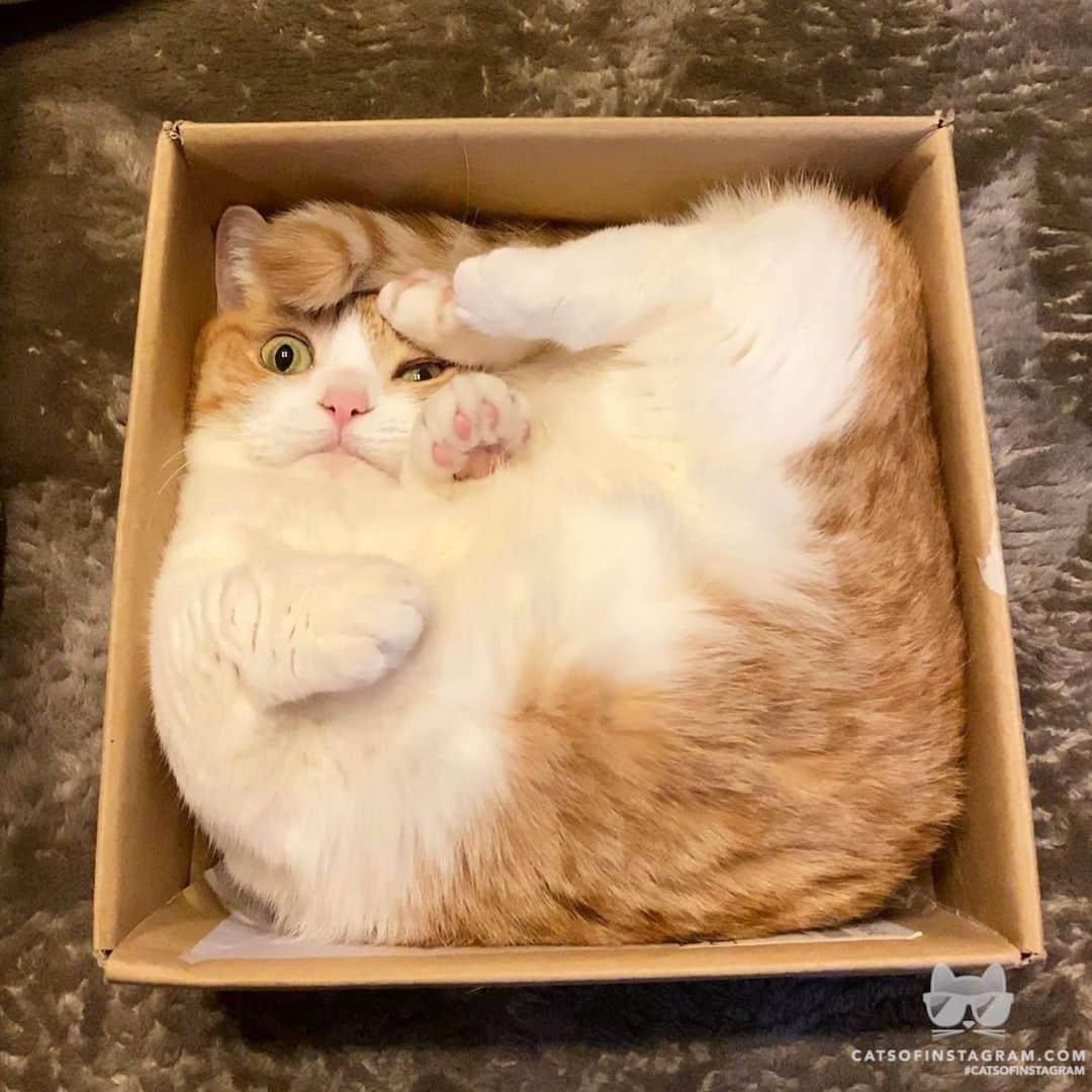 Cats of Instagramさんのインスタグラム写真 - (Cats of InstagramInstagram)「From @amaccho5160: “きなこ❤️ ぎゅうぎゅうにゃりよ📦(˶‾᷄ ⁻̫ ‾᷅˵)💦 Kinako in a small box😽📦💕” #catsofinstagram」6月21日 13時15分 - cats_of_instagram