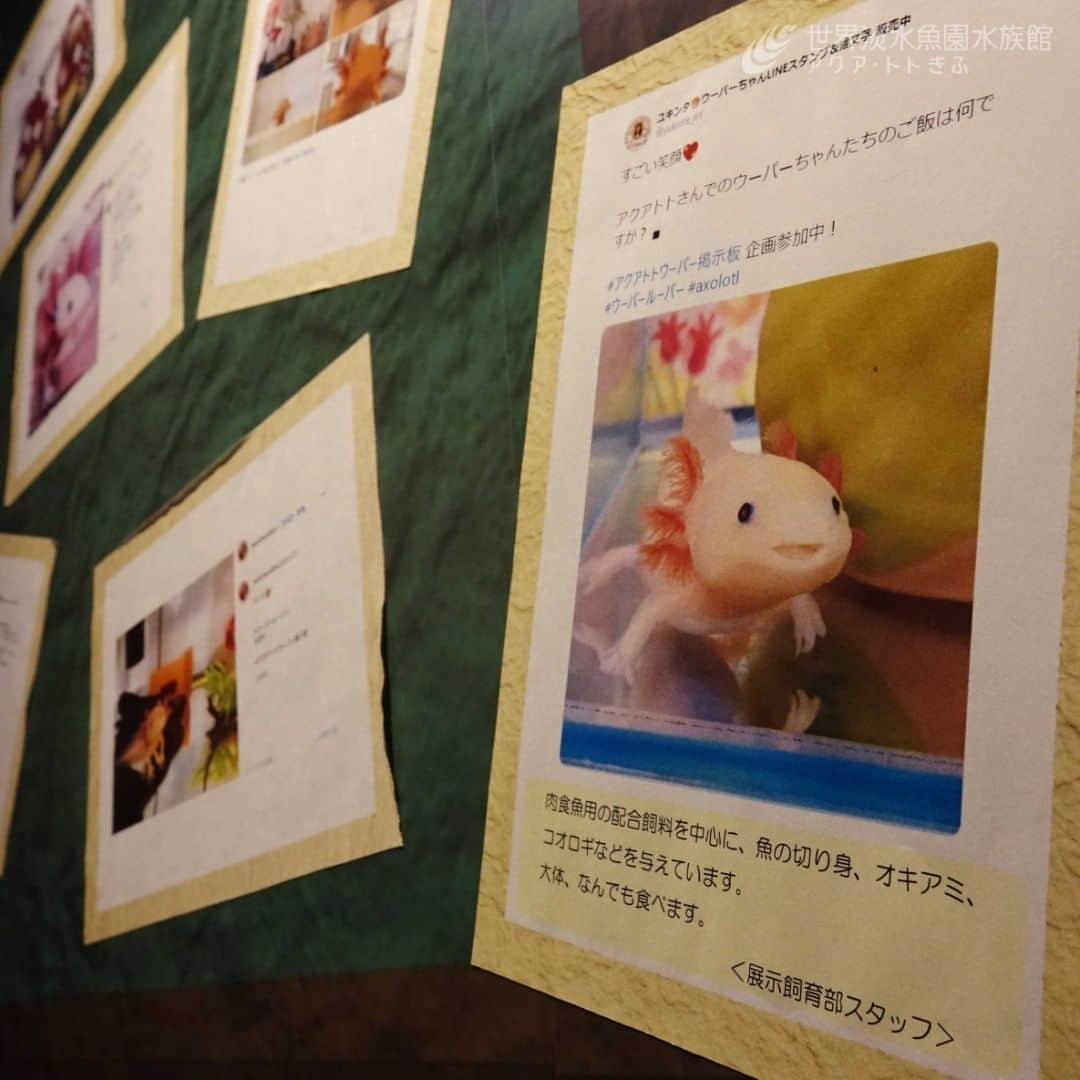 世界淡水魚園水族館 アクア・トト ぎふのインスタグラム：「#アクアトトウーパー掲示板　エサについてのご質問もいただきました。ほかにもたくさん掲出させていただいています。  引き続き皆さまのご投稿、お待ちしています！  投稿について詳しくはHPをご覧ください。  #アクアトト #アクアトトぎふ #アクアトト岐阜 #aquarium #ウーパールーパー」