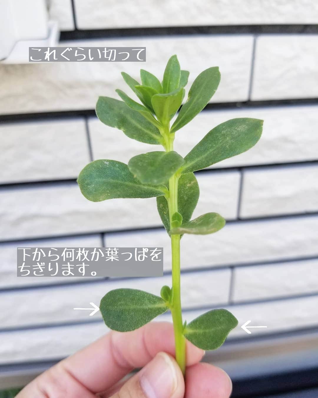 koyukkuma 一条工務店さんのインスタグラム写真 - (koyukkuma 一条工務店Instagram)「• 今年もポーチュラカ植えました。 • 植えたのは1ヶ月前で、買った時は10cmもないぐらいの小さな苗4株でしたが、あっという間に増えて植木鉢2つがモリモリです！ • 去年と同じく、ジューンベリーの足元に植えてポーチュラカ畑にしようと思ってます🌼🌼🌼 • ポーチュラカの増やし方はとても簡単で、伸びきったところを上から10cmぐらいで切って、土に植える部分から5cmぐらいの葉っぱは全てちぎって茎だけの状態に。 • 土に割り箸か何か棒で穴を開けてポーチュラカを挿して土をならす。 • それだけです☺️ • 適当に挿しても1週間ぐらいすれば発根してどんどん伸びて増えます🌼 • 水やりは一応毎日してるけど、乾燥に強いので1日水やりしなくても大丈夫👌 • 葉っぱが閉じてしまって元気なくても水やりしたら次の日にはシャキッとしてくれます👐 • 簡単なのにどんどん増えて小さくてカラフルなお花が毎日咲くので、楽しいですよ🎵」6月21日 13時29分 - kumasan_ismart