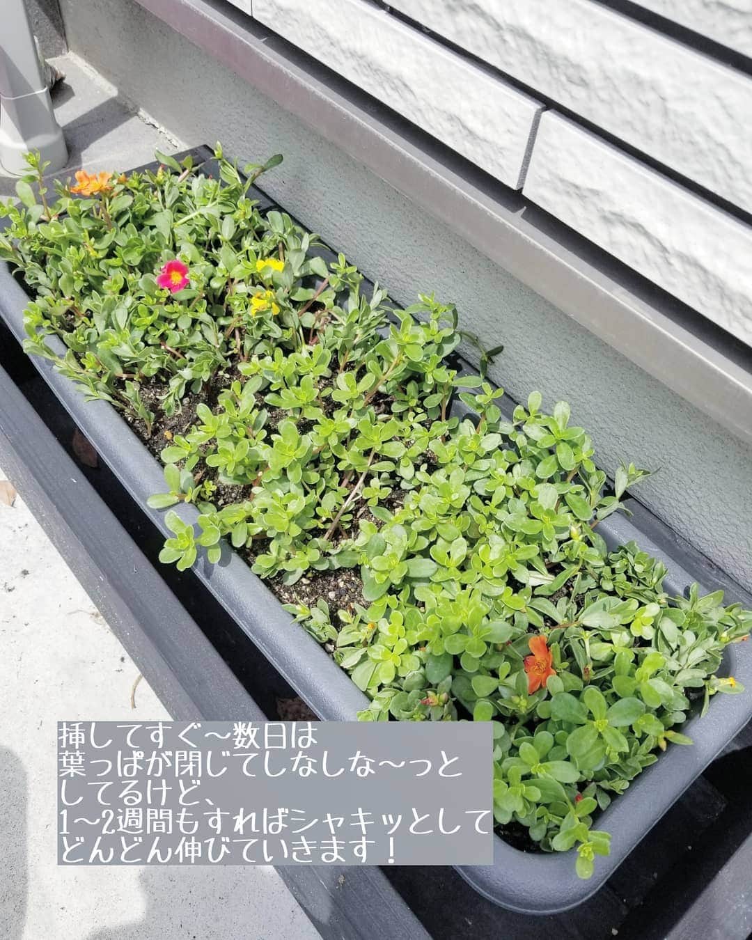 koyukkuma 一条工務店さんのインスタグラム写真 - (koyukkuma 一条工務店Instagram)「• 今年もポーチュラカ植えました。 • 植えたのは1ヶ月前で、買った時は10cmもないぐらいの小さな苗4株でしたが、あっという間に増えて植木鉢2つがモリモリです！ • 去年と同じく、ジューンベリーの足元に植えてポーチュラカ畑にしようと思ってます🌼🌼🌼 • ポーチュラカの増やし方はとても簡単で、伸びきったところを上から10cmぐらいで切って、土に植える部分から5cmぐらいの葉っぱは全てちぎって茎だけの状態に。 • 土に割り箸か何か棒で穴を開けてポーチュラカを挿して土をならす。 • それだけです☺️ • 適当に挿しても1週間ぐらいすれば発根してどんどん伸びて増えます🌼 • 水やりは一応毎日してるけど、乾燥に強いので1日水やりしなくても大丈夫👌 • 葉っぱが閉じてしまって元気なくても水やりしたら次の日にはシャキッとしてくれます👐 • 簡単なのにどんどん増えて小さくてカラフルなお花が毎日咲くので、楽しいですよ🎵」6月21日 13時29分 - kumasan_ismart